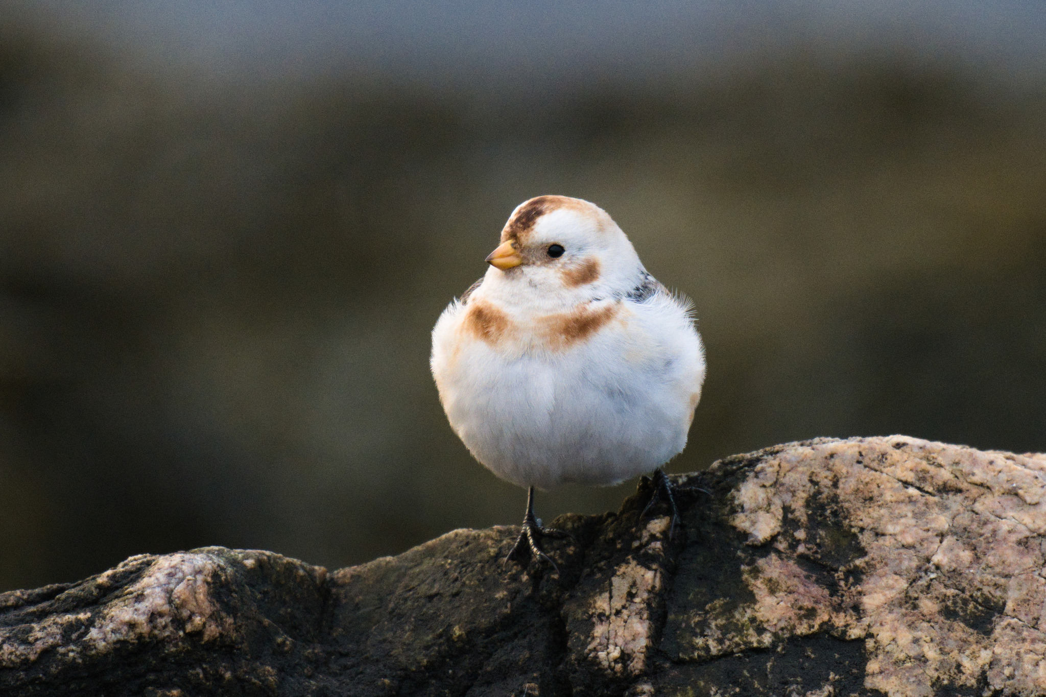 Troubleshooting and quick fixes in the field