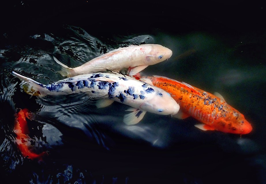A sign of spring rises to the surface in local koi ponds