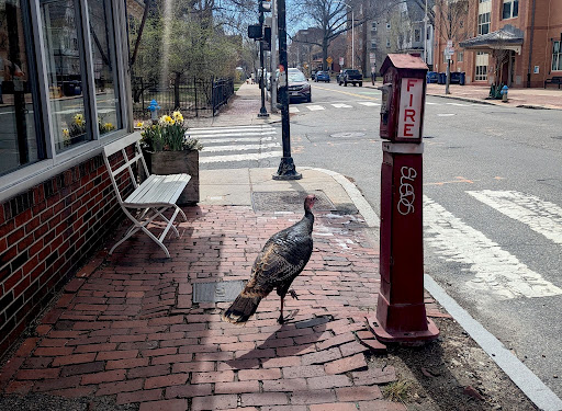 Turkeys’ App Encourages Cambridge to Reflect on Our Feathered Friends Turkeys’ App Encourages Cambridge to Reflect on Our Feathered Friends