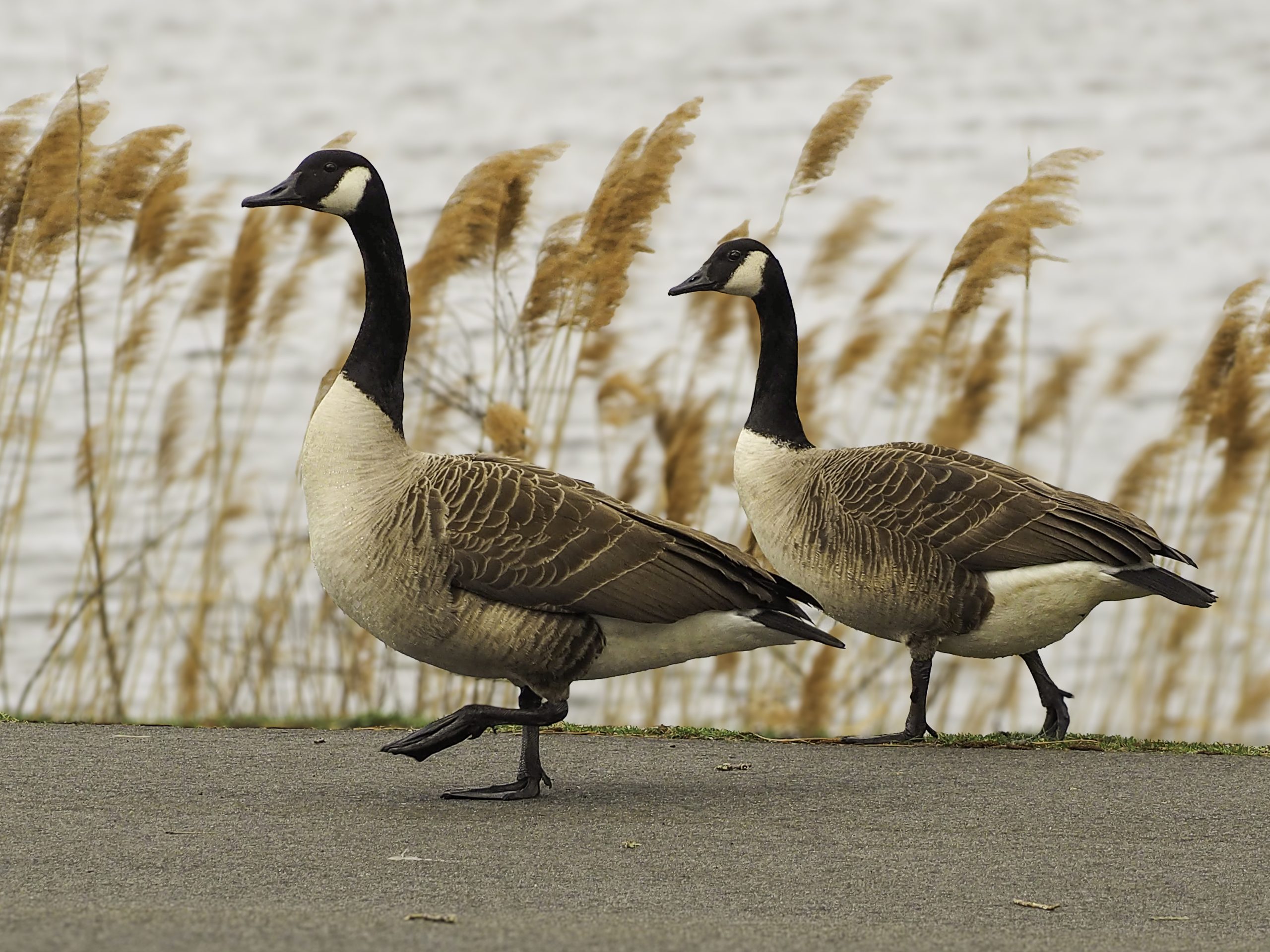 Massachusetts hunters released captive geese after 1935 ban