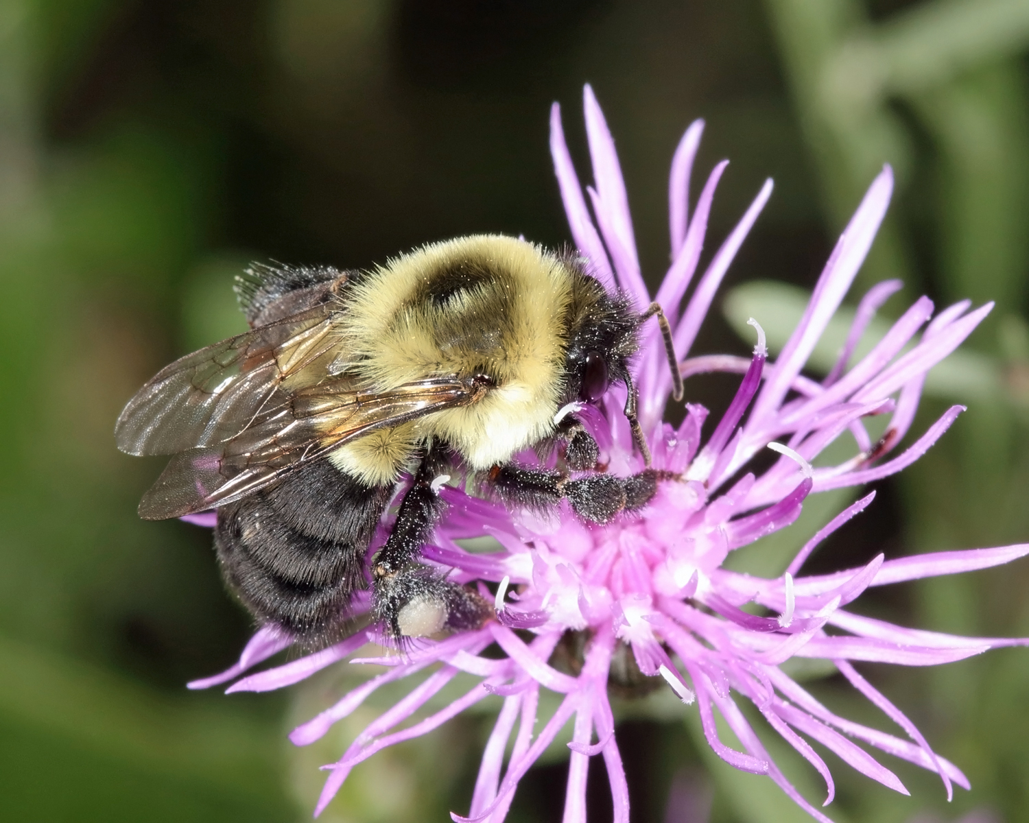 It's time for queen bumble bees to stop and smell the dahlias